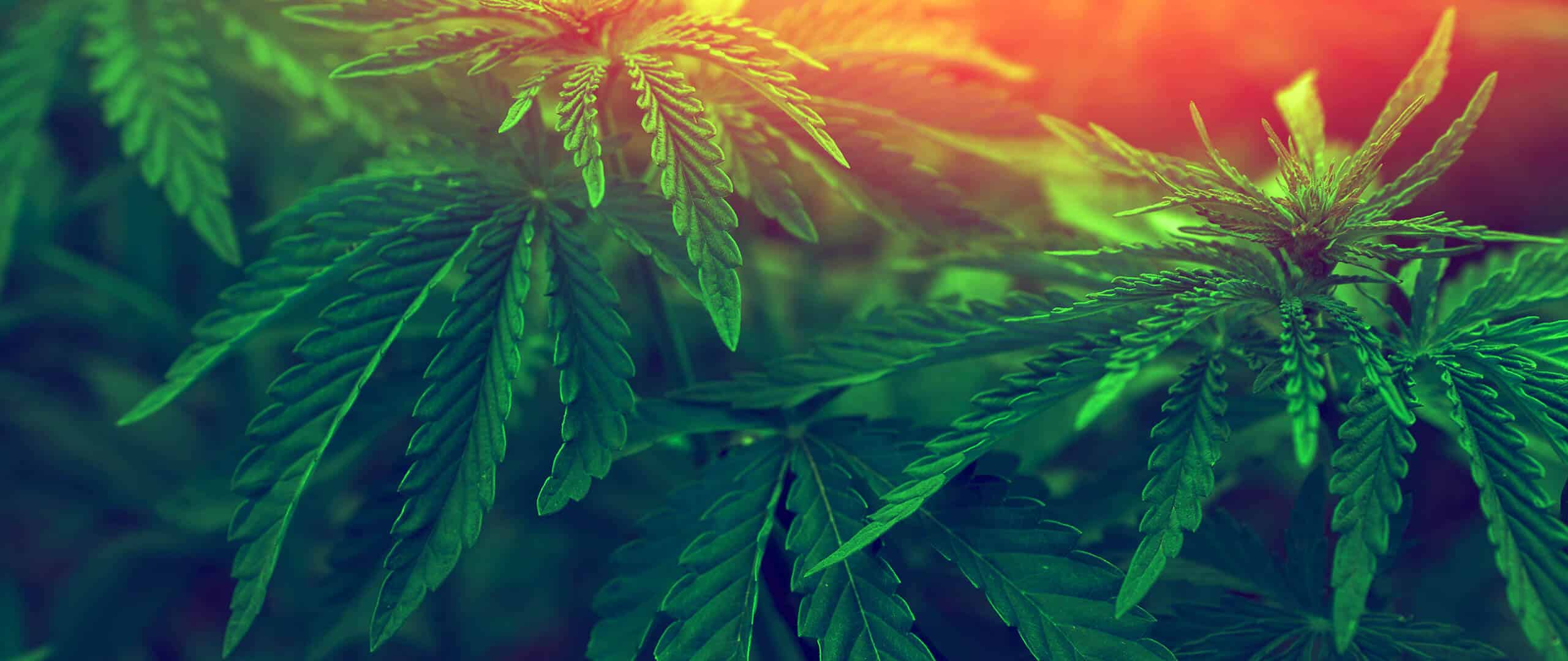 LE LAB CBD SHOP - plante cannabis sativa