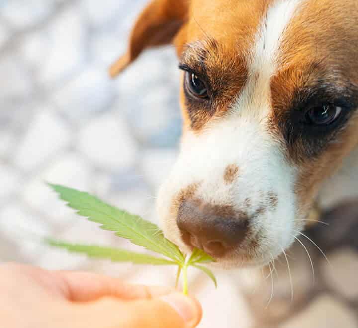 Guide pour donner de l'huile de CBD à votre chien - Flowers Power